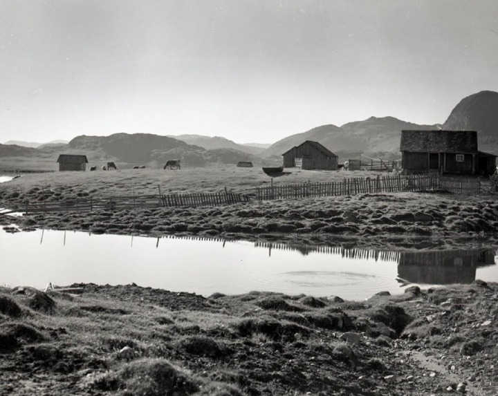 Stølslandskap, små hus, gjerde, krøtter. 