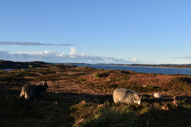 nettverkssamling, Lygra, Lyngheisenteret, kulturlandskap 