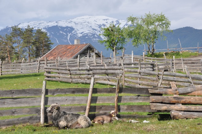 Dyr på kulturbeite